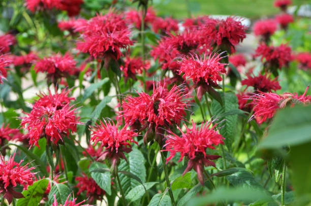 istock In the garden red flowers in bloom monarda 1413379607