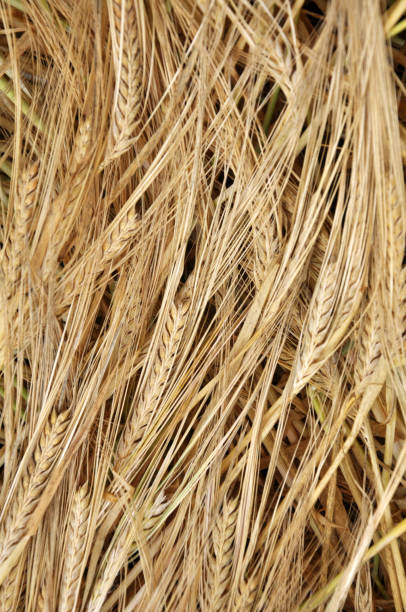 istock Background of barley ears 1413379662