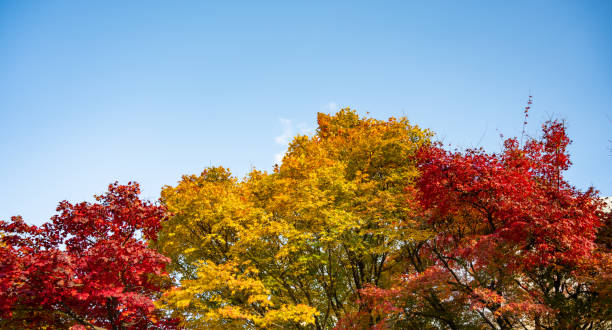 istock Autumn landscape with red maple leaves 1413379673