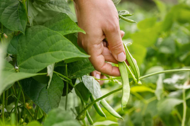 istock farmer hand picking fresh green bean on vegetable garden 1413379684