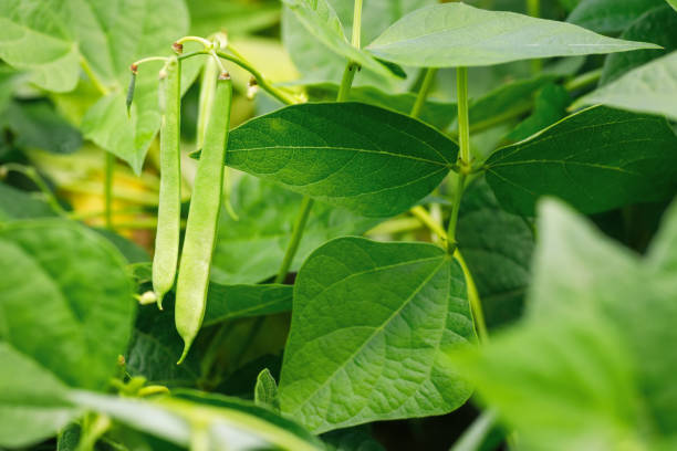 istock closeup of green beans growing in vegetable garden 1413379708