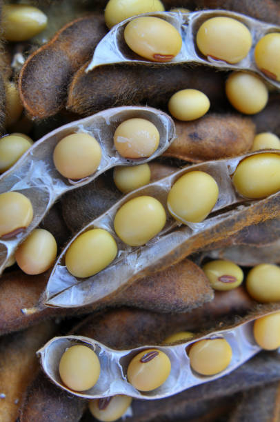 istock Ripe soybeans with pods 1413379709