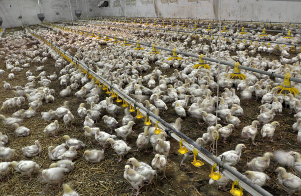 istock Farm for growing broiler chickens 1413379840