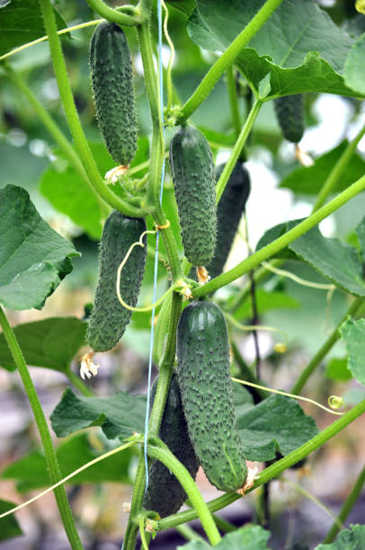 istock Cucumbers grow in polycarbonate greenhouses 1413379842
