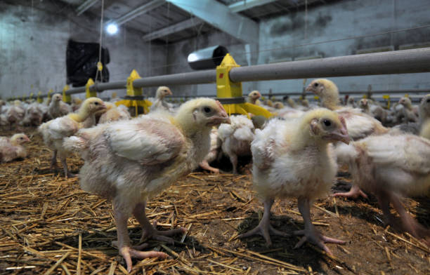 istock Farm for growing broiler chickens 1413380376