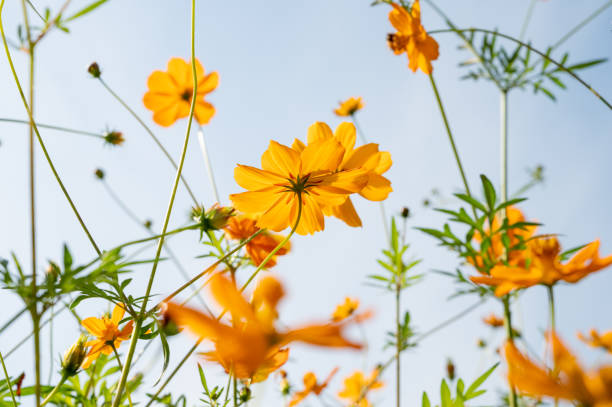 istock Clear autumn sky and yellow cosmos 1413380491