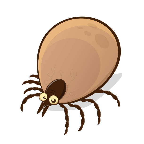 vector illustration of a funny cartoon tick vector art illustration