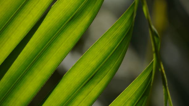 istock Palm leaves green pattern, abstract tropical green background. 1413382117