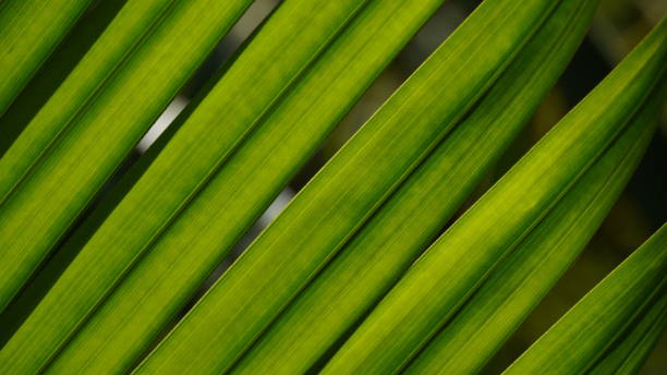 istock Palm leaves green pattern, abstract tropical green background. 1413382118
