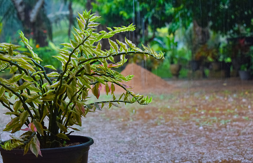 Rain with environment