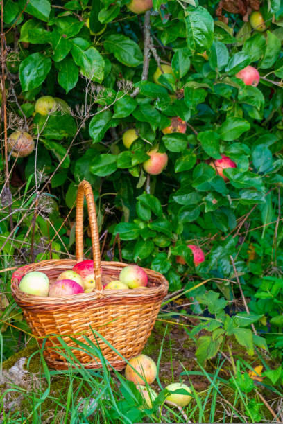 istock Red and green freshly picked apples in basket on green grass. 1413383314