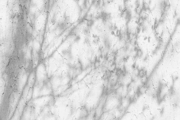 istock the shadow of the leaves on a white wall 1413384235