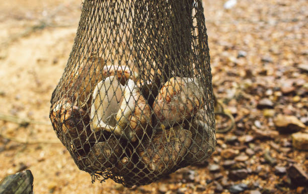 istock Close-Up Of Fishing Net With Crab Shells 1413384549