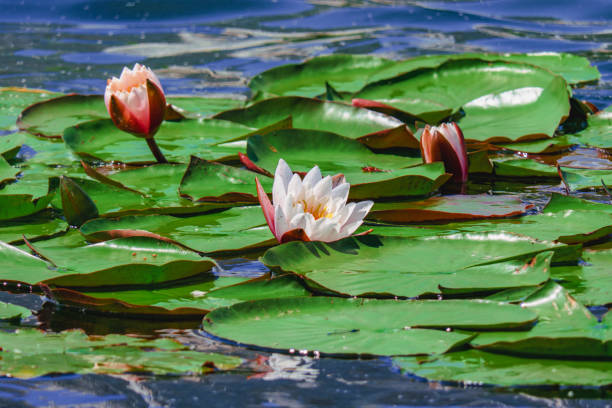 istock White blooming lilies in the pond. 1413385875