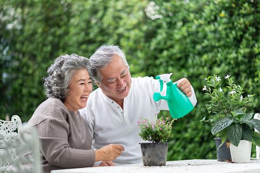 Happy Asian senior adult couple watering and planting flowers in garden outdoor together.