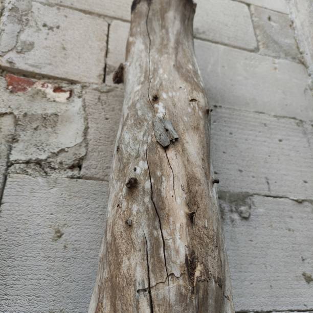 istock an old log and still solid, leaning next to the fence wall. 1413386644