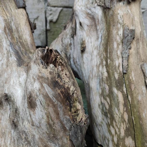 istock Two old logs and still solid, leaning next to the fence wall. 1413386646