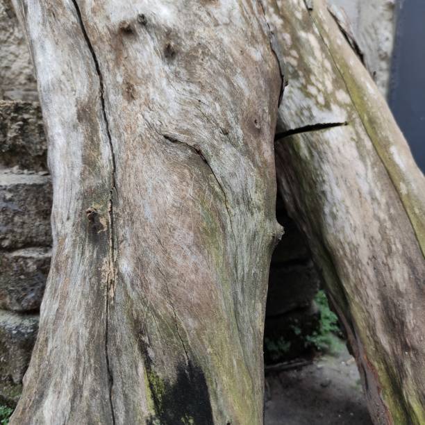 istock Two old logs and still solid, leaning next to the fence wall. 1413386654