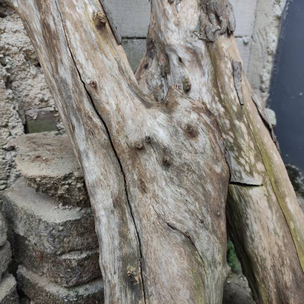 istock Two old logs and still solid, leaning next to the fence wall. 1413386655
