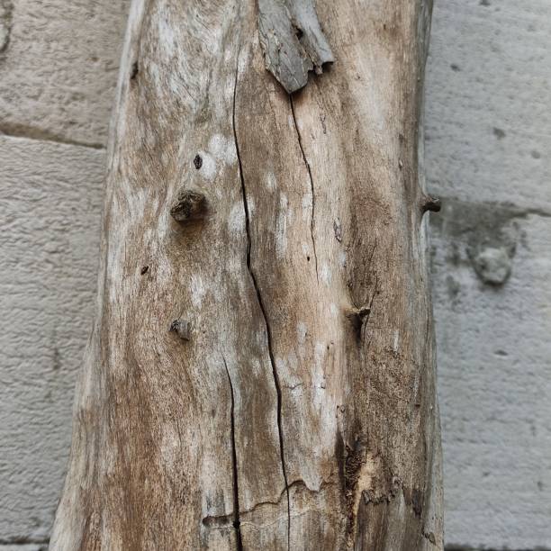 istock an old log and still solid, leaning next to the fence wall. 1413386686