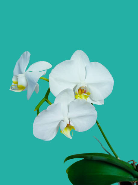istock Photo of a white phalaenopsis flower 1413387021