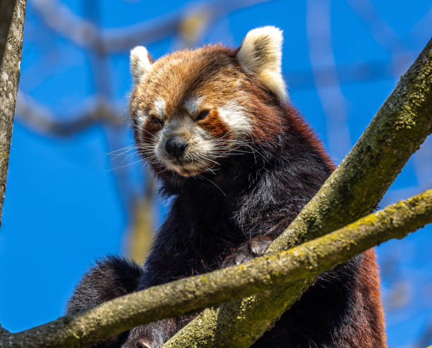 istock The red panda, Ailurus fulgens, also called the lesser panda. 1413389181