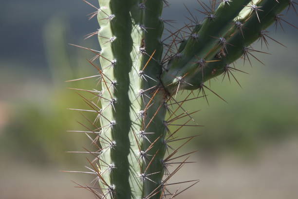 istock mandacaru cactus plant 1413389263