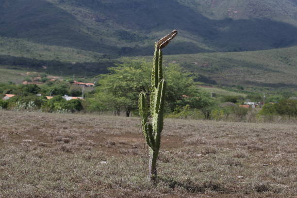 santa teresinha, bahia, brazil - august 1, 2022: Mandacaru cactus plant in a drought region in the state of Bahia.