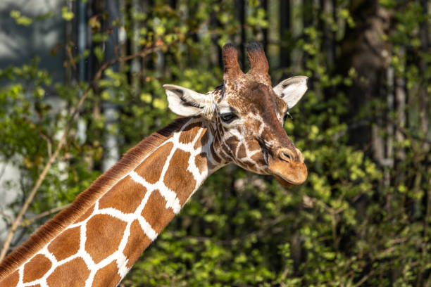 istock The giraffe, Giraffa camelopardalis is an African mammal 1413389465