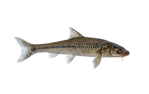 istock Gudgeon alive fresh fish isolated on white 1413389919