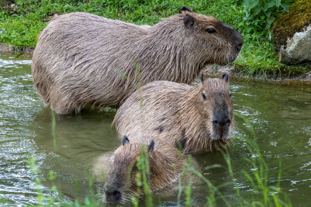 istock Capybara, Hydrochoerus hydrochaeris grazing on fresh green grass 1413390531