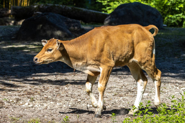 istock Banteng, Bos javanicus or Red Bull is a type of wild cattle. 1413390608