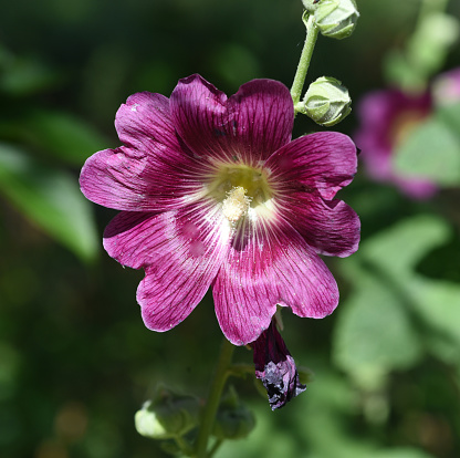Hollyhock, Alcea rosea, also known as hollyhock or hollyhock is a beautiful garden flower and medicinal plant.