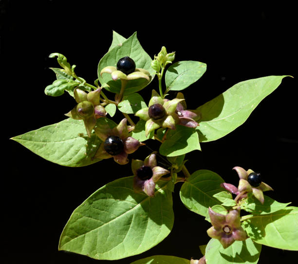Deadly Nightshade, Atropa bella-donna, has black berries and is a poisonous and medicinal plant.