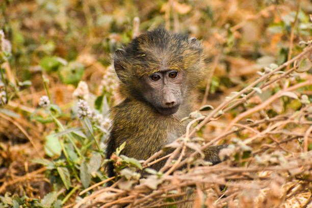 탄자니아 호수 manyara 국립 공원에있는 아기 개코원숭이의 클로즈업 - lake manyara national park 뉴스 사진 이미지