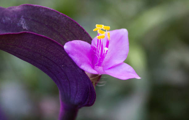 istock Purple heart flower 1413391678