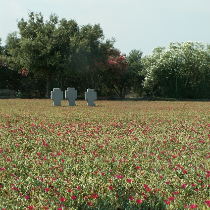 German war cemetery with beautiful field of flowers in foreground and ceremonial crosses in distance at Maleme, Crete, Greece