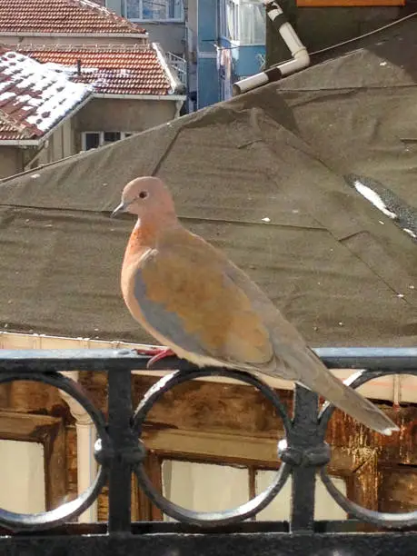 Dove on balcony