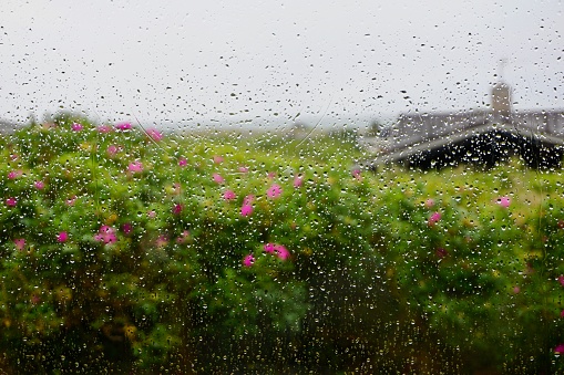 Rosa silvestre sobre el fondo del Mar del Norte y las casas. Las flores rosa mosquetas están fuera de foco. Rosa mosqueta escandinava. photo