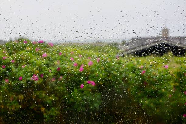 Wild rose on the background of the North Sea and houses. Pink rosehip flowers are out of focus. Scandinavian rosehip. A window with raindrops on the background of green rosehip bushes. Raindrops on the window, pink rosehip flowers outside are out of focus. Blurred pink and green rosehip spots. Summer Hirtshals in Scandinavian Denmark. pink flowering dogwood stock pictures, royalty-free photos & images