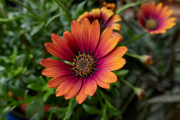 istock Osteospermum purple sun in bloom 1413392337