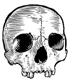 istock Vector drawing of  skull 1413392350