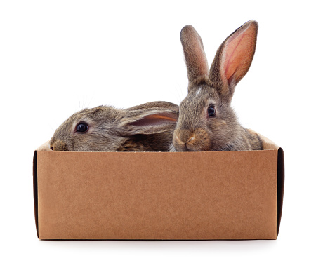 Brown rabbits in a box isolated on a white background.