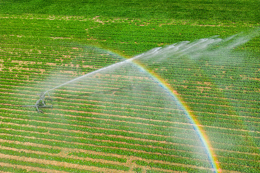 Aerial view by a drone of a field being irrigated by powerful irrigation system.