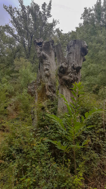 istock dry tree among the vegetation 1413394696