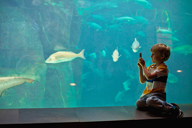 boy taking pictures of fish in aquarium - vissenkom fotos stockfoto's en -beelden