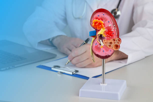 istock mockup kidney on work desk of doctor 1413395456