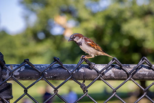 Male House sparrow on a wire fence in Central Park, New York during summertime