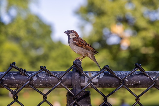 Male House sparrow on a wire fence in Central Park, New York during summertime