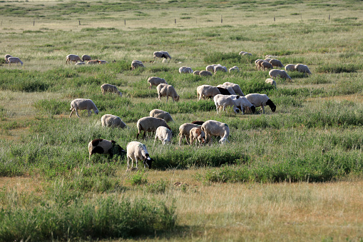 Sheep grazing in Iceland